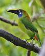 Toucanet à gorge bleue