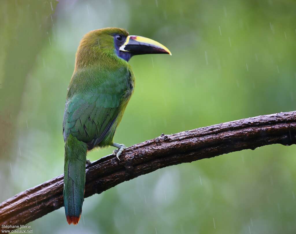 Toucanet à gorge bleueadulte