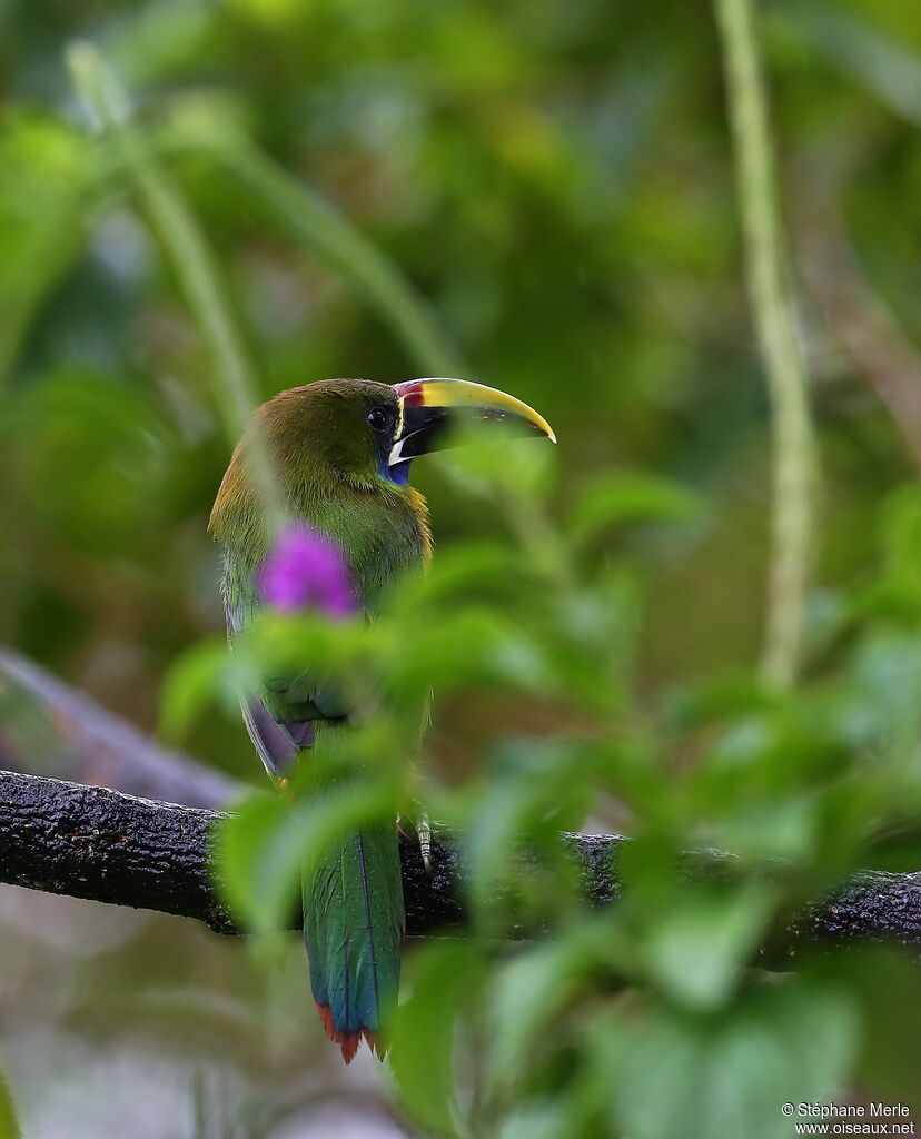 Blue-throated Toucanetadult