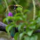 Toucanet à gorge bleue