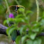 Toucanet à gorge bleue