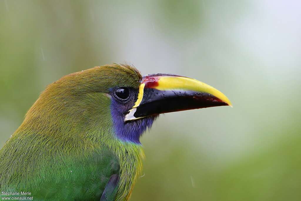 Blue-throated Toucanetadult, close-up portrait