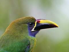 Toucanet à gorge bleue