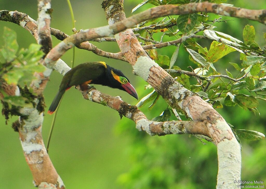 Golden-collared Toucanet