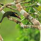 Toucanet de Reinwardt