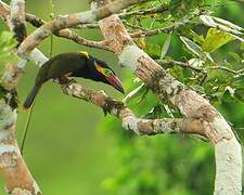 Golden-collared Toucanet