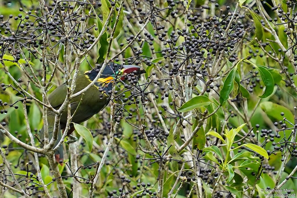 Golden-collared Toucanet