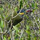 Toucanet de Reinwardt