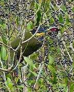 Golden-collared Toucanet