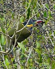 Toucanet de Reinwardt