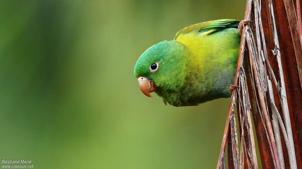 Orange-chinned Parakeetadult