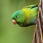 Orange-chinned Parakeet