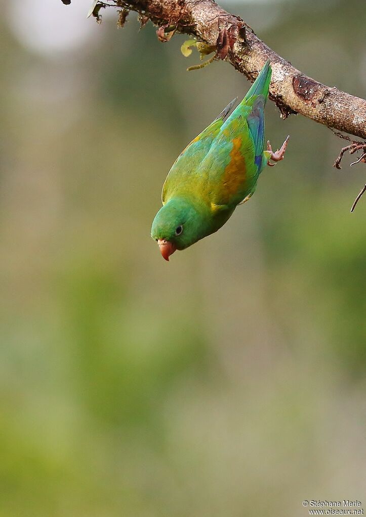 Orange-chinned Parakeetadult