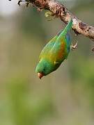 Orange-chinned Parakeet