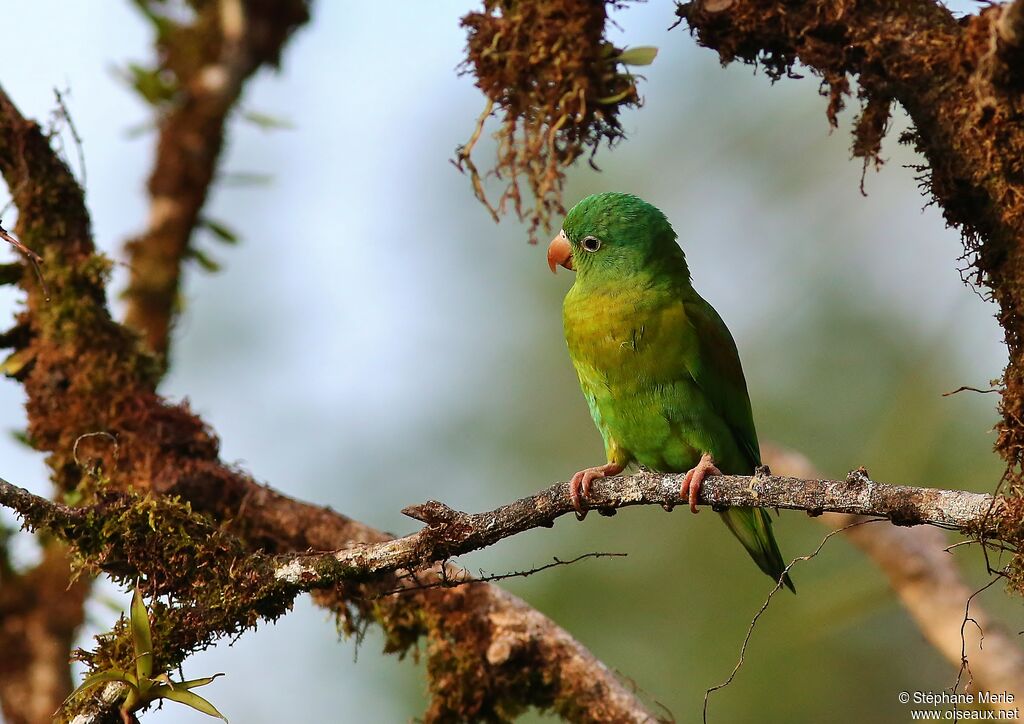 Orange-chinned Parakeet