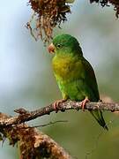 Orange-chinned Parakeet