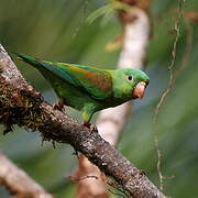 Orange-chinned Parakeet