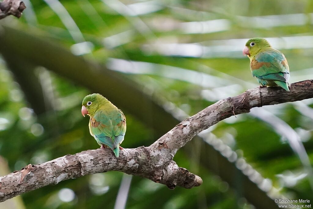 Orange-chinned Parakeetadult