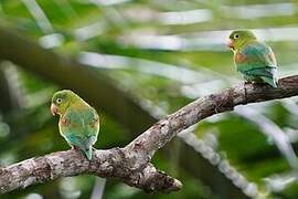 Orange-chinned Parakeet