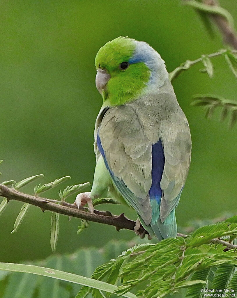 Pacific Parrotletadult