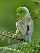 Pacific Parrotlet