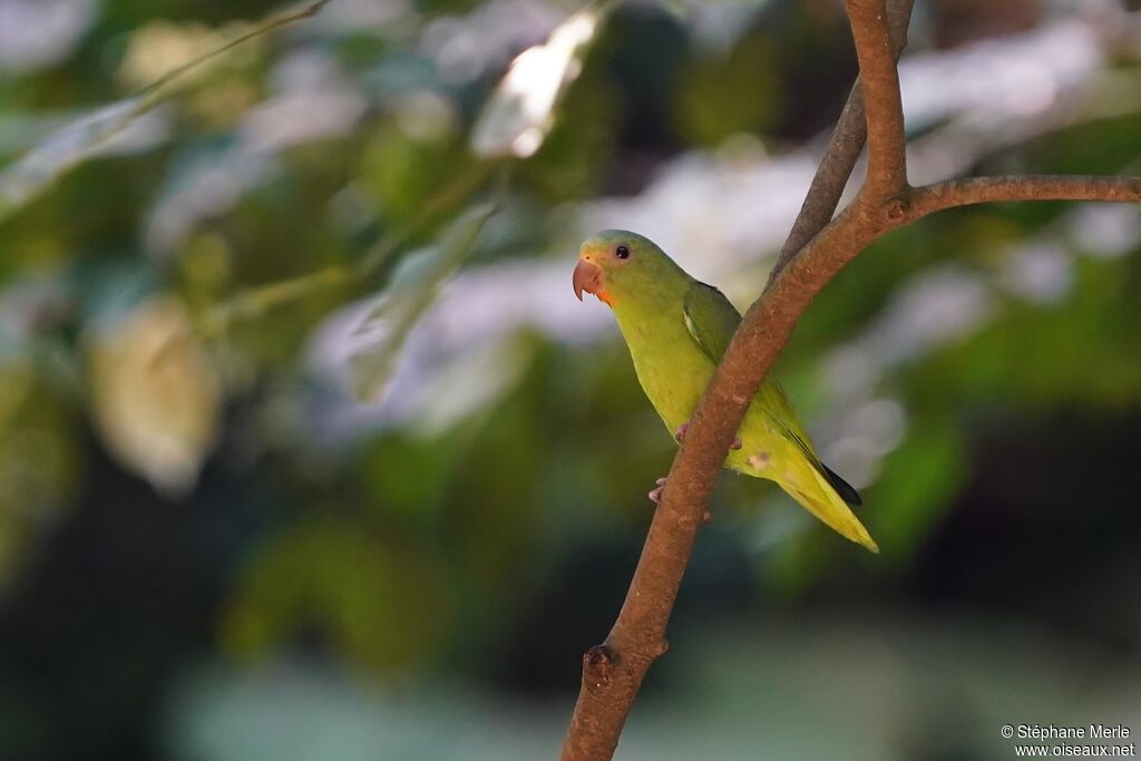 Cobalt-winged Parakeetadult