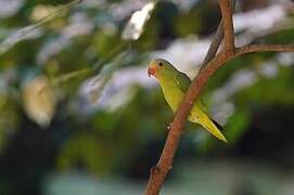 Cobalt-winged Parakeet