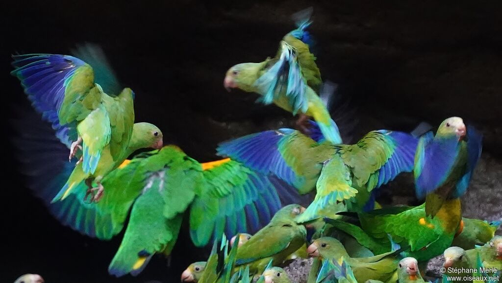 Cobalt-winged Parakeet