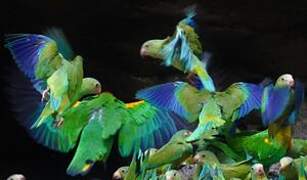 Cobalt-winged Parakeet