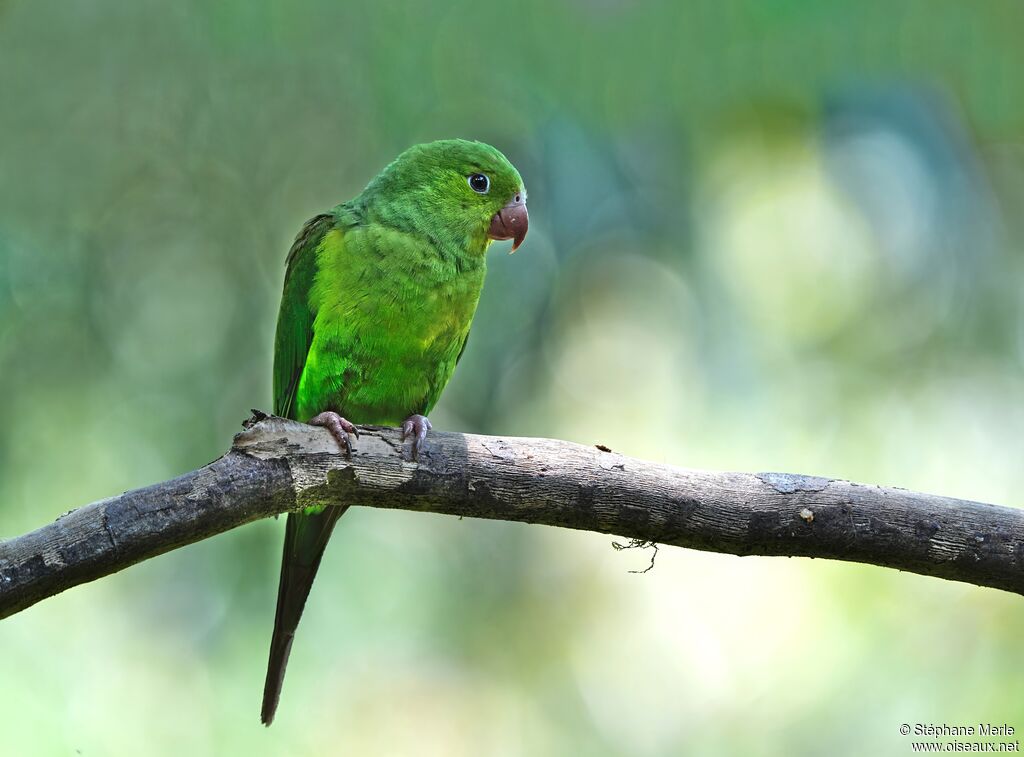 Plain Parakeetadult