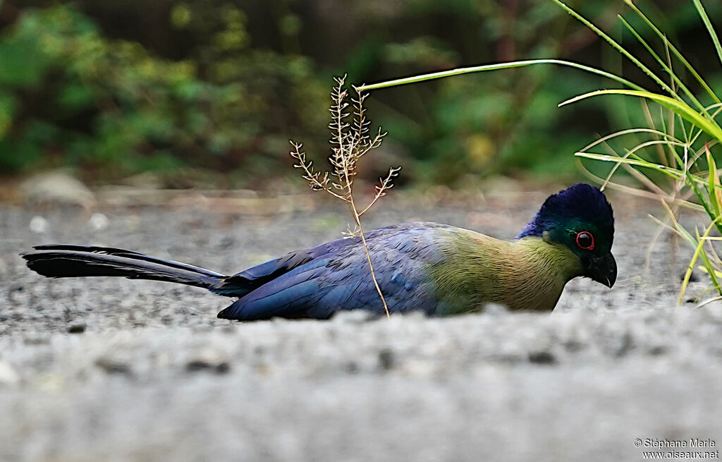 Purple-crested Turacoadult