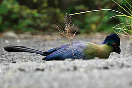 Purple-crested Turaco