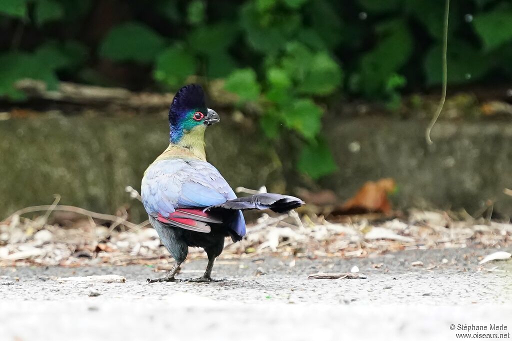 Purple-crested Turacoadult