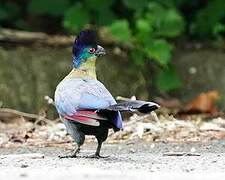 Purple-crested Turaco