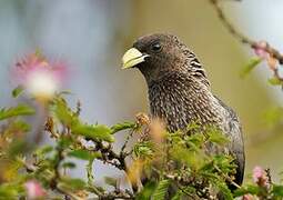 Eastern Plantain-eater