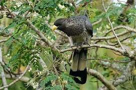 Eastern Plantain-eater