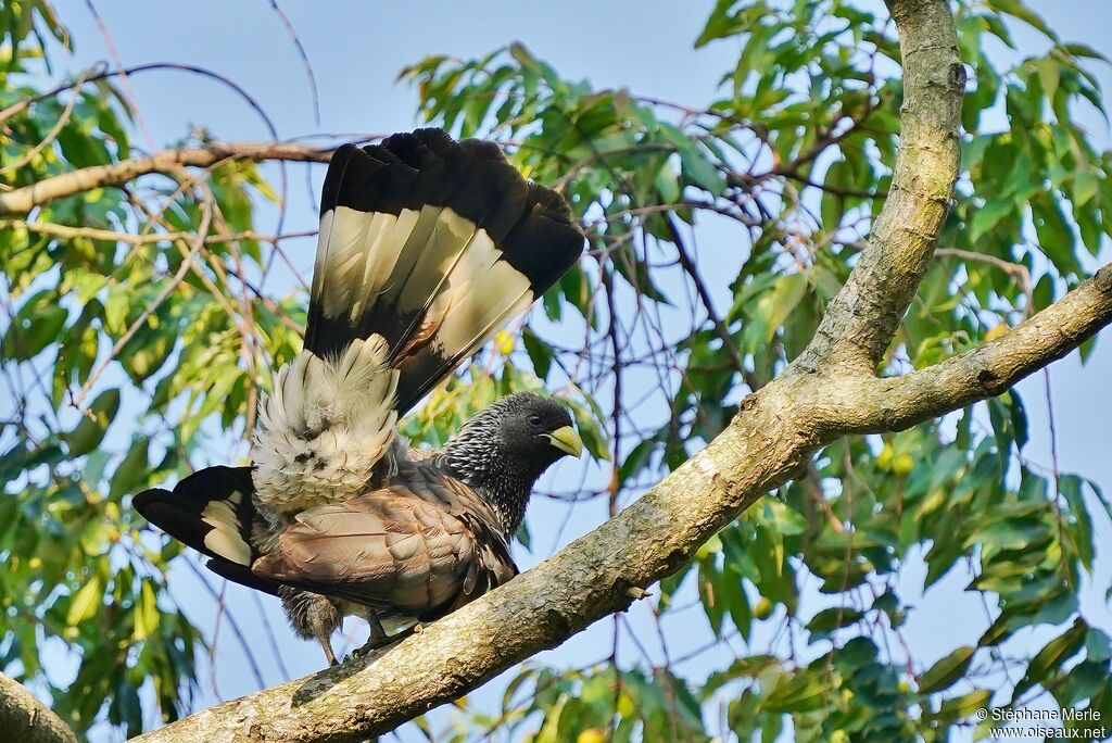 Eastern Plantain-eateradult