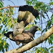 Eastern Plantain-eater