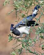 White-bellied Go-away-bird