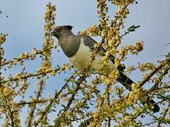 White-bellied Go-away-bird