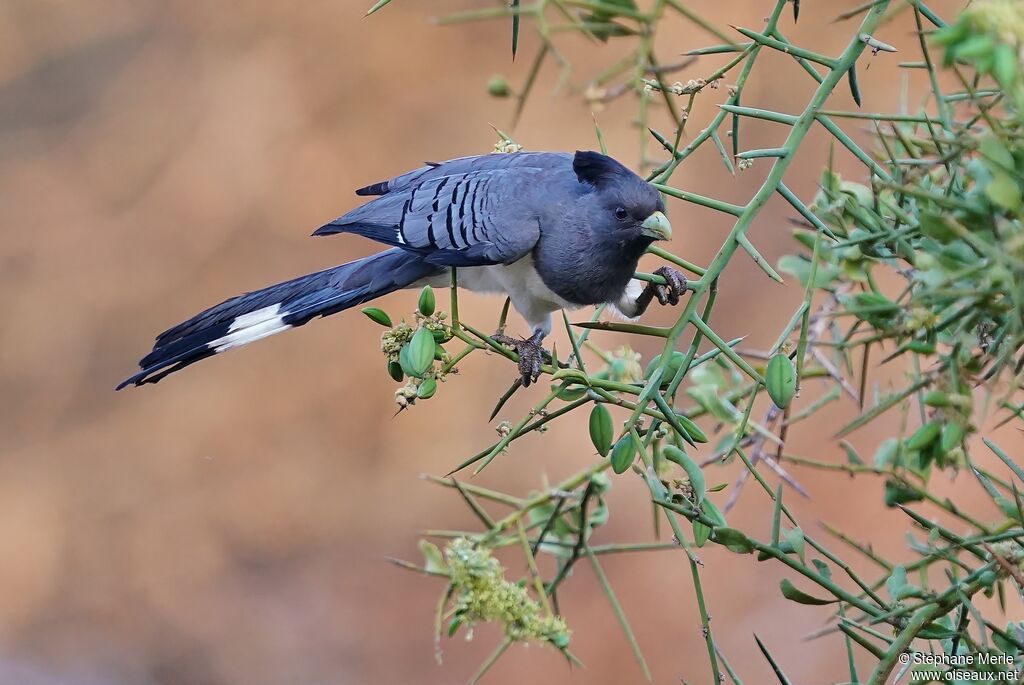 White-bellied Go-away-birdadult