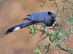 White-bellied Go-away-bird