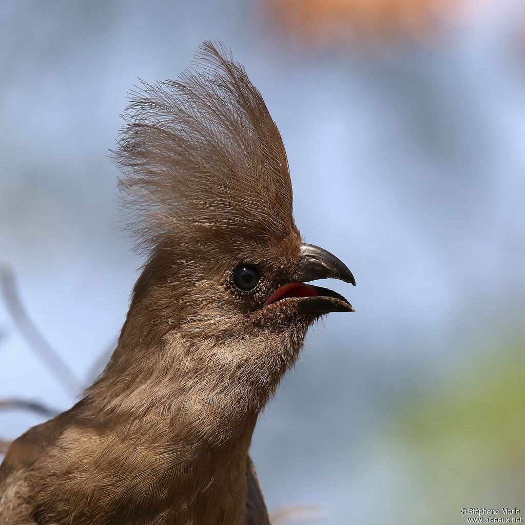 Grey Go-away-bird