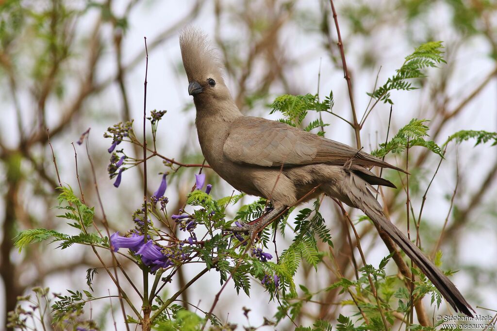 Grey Go-away-bird