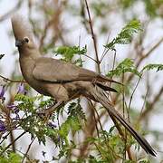 Grey Go-away-bird