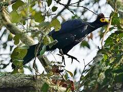 Ross's Turaco