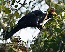 Ross's Turaco