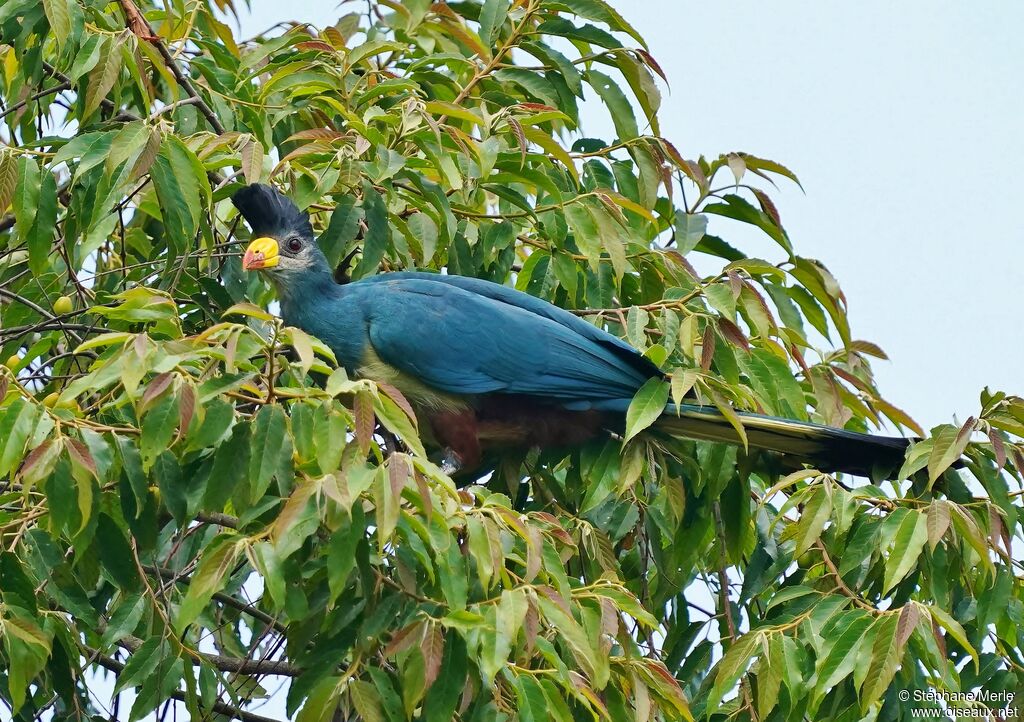 Great Blue Turacoadult