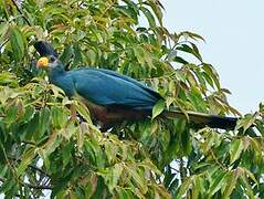 Great Blue Turaco