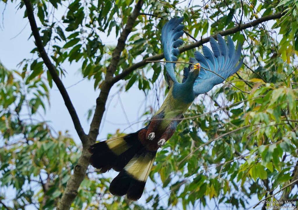 Great Blue Turacoadult